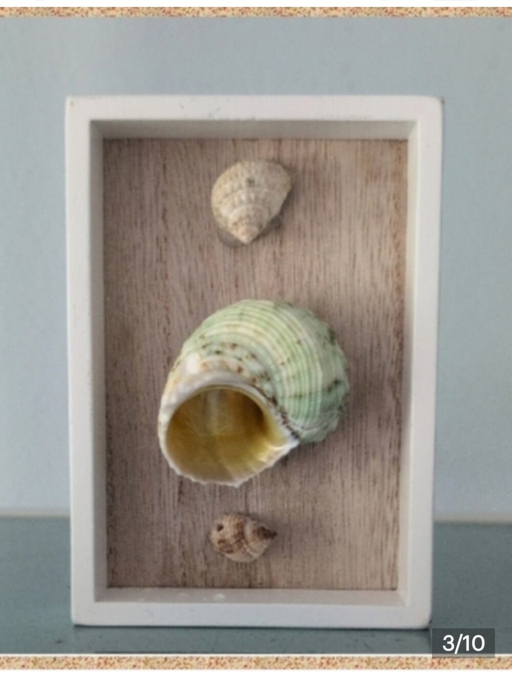 Turbo Imperiali Sea Snail with two other snail shells mounted on shadowbox frame - Picture 2 of 10